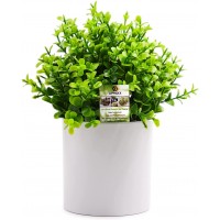 OFFIDIX Potted Artificial Plant,Mini Artifical Flower with Plastic White Cylindrical Pots Desk Plant Topiary Shrubs Fake Plants for Office Desk Coffee Table Bathroom Bedroom Home Decorations