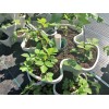 YP Supplier LLC DBA Mr.Stacky Large Stackable Planters Stone